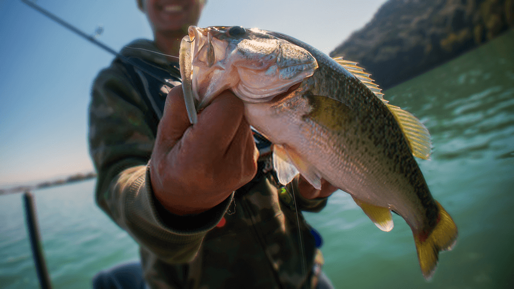 Bass Fishing Tips for Summer